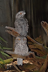 0812 Wildlife Habitat Port Douglas